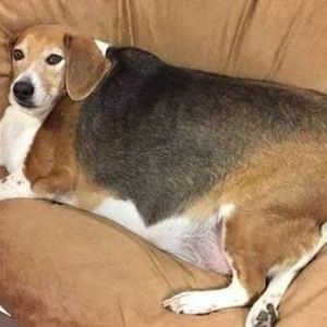 Meet your Posher, Archie